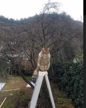 mk体育app下载-国足战术纪律执行力评分，中国足协纪律准则