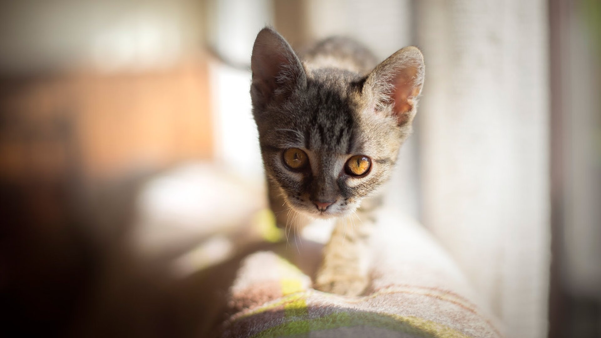 mk体育网页-CBA裁判判罚标准为何缺乏一致性，cba裁判判罚标准为何缺乏一致性呢