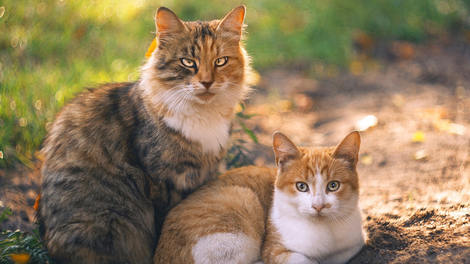 mk体育网址-“腰旗橄榄球带来新风潮，成都七中东部成体育热点”