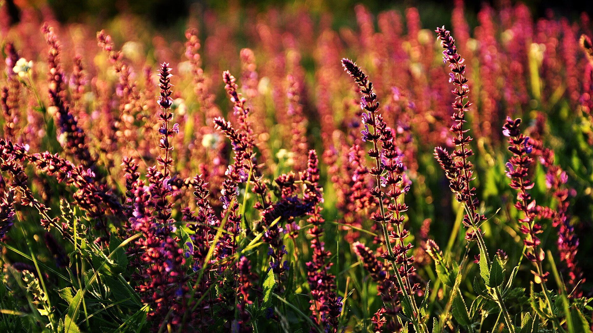 mk体育官网-俱乐部加强青训体系建设,足球青训俱乐部管理制度 第3张 mk体育官网-俱乐部加强青训体系建设,足球青训俱乐部管理制度 第3张