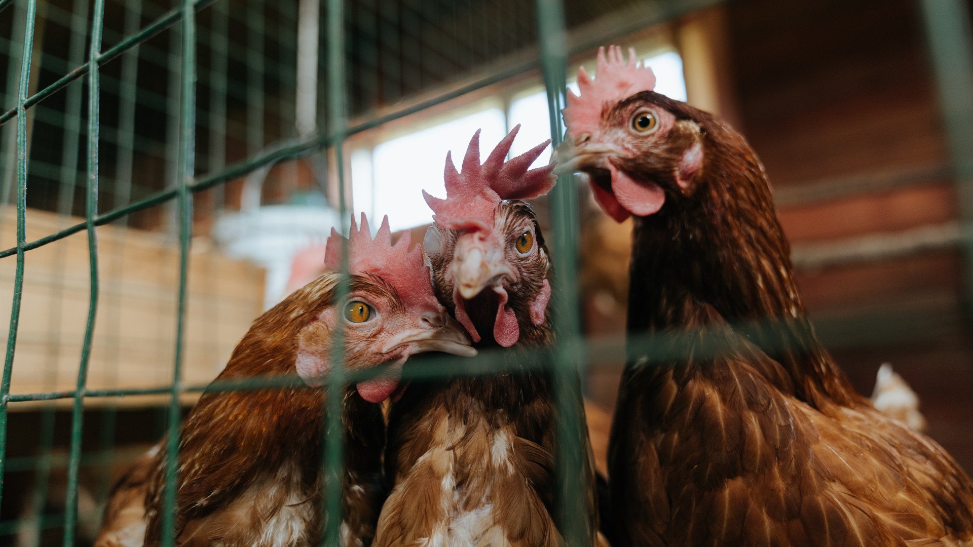 mk体育官网入口-塞维利亚快速反击打出锋利进攻，塞维利亚阵型