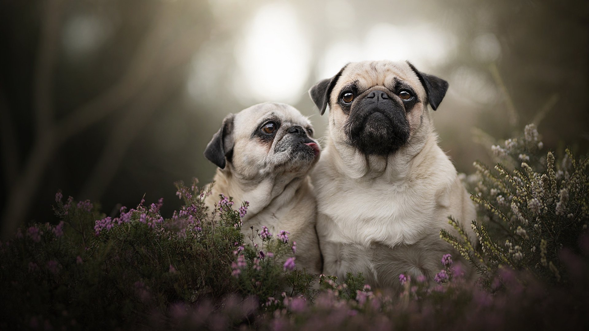 mk体育-比赛虽败精神不输 中国女队仍令人敬佩，比赛虽然失败了