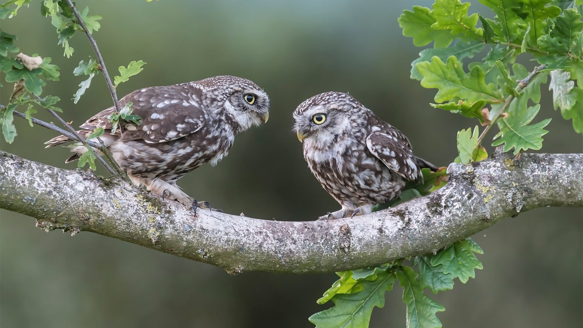 mk体育app-联赛排名变化对欧冠资格分配影响几何，联赛晋级欧冠规则