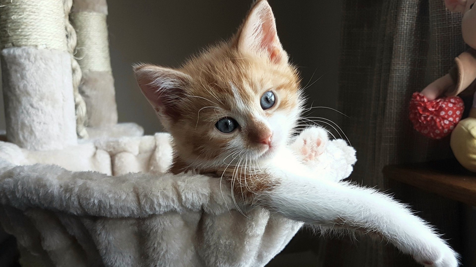 mk体育下载-“阿根廷美洲狮队:年轻球员的崛起将成就未来”