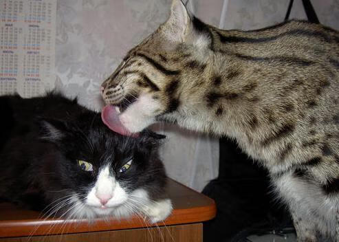 mk体育平台网页版入口-丁俊晖坦言每一场球都当作最后一战,丁俊晖最后一局视频