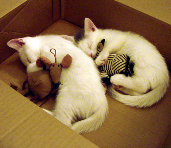 mk体育网址-中超青年队参与国际邀请赛增强实战交流与对抗，中超青训大户