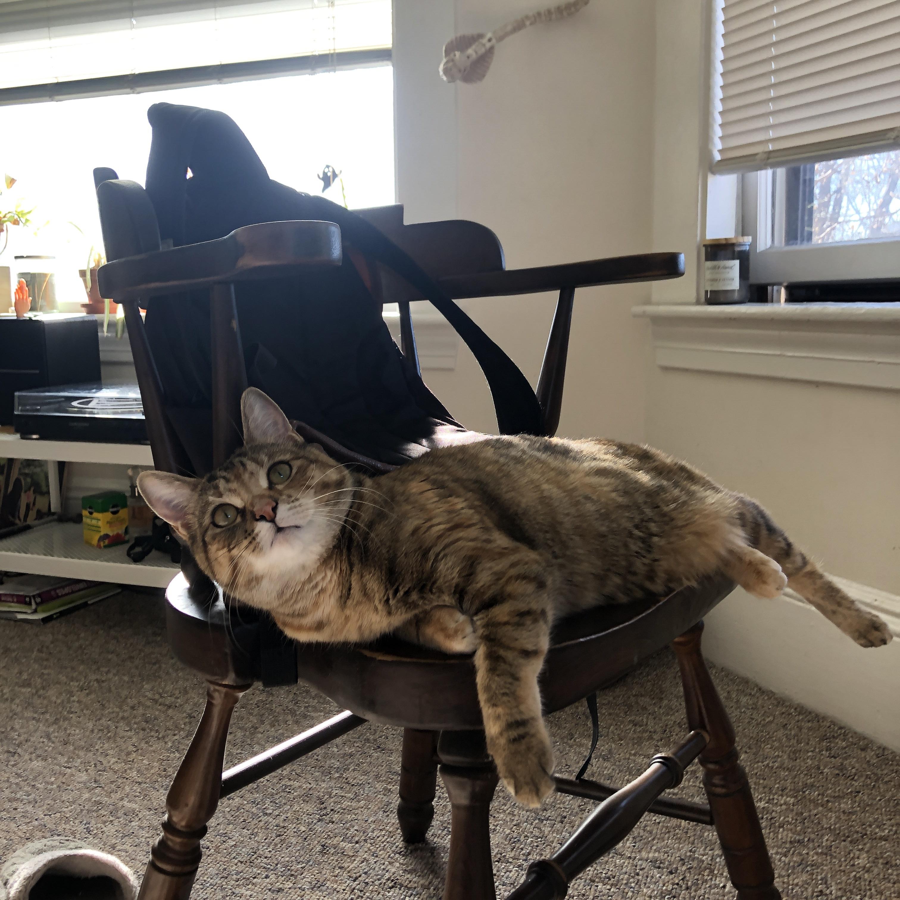 mk体育现在-国家马拉松协会发布城市活动申报指南，城市马拉松有奖金吗