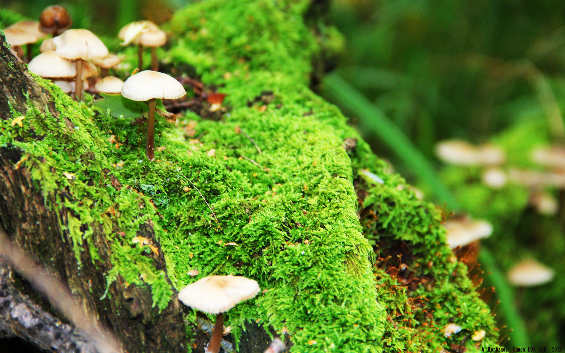 mk体育平台登录入口-多米尼加男篮在国际邀请赛中爆冷获胜，实力逐步提升