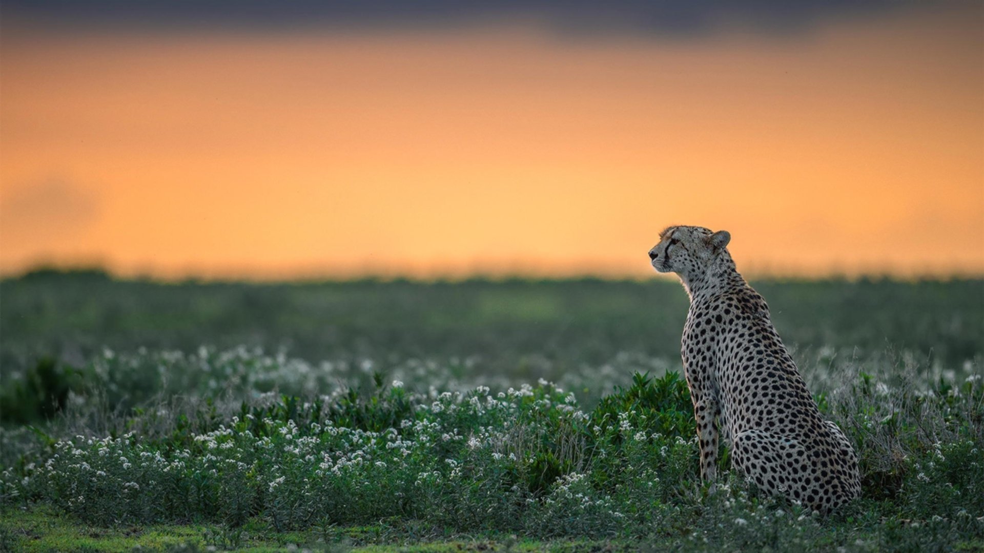mk体育现在-奥康纳的全场视野帮助袋鼠队调整战术走向，奥康纳斯诺克简介