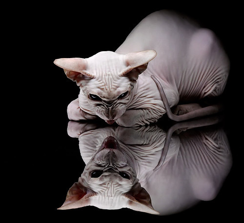 mk体育网页-德甲速度狂飙：瞬秒突破引爆现场！，德甲跑动距离排名