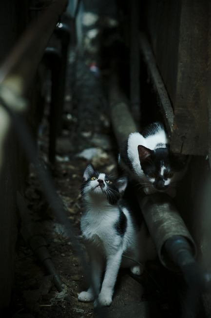 mk体育app-篮网训练结束后安排冷敷项目缓解肌肉疲劳,篮网训练赛