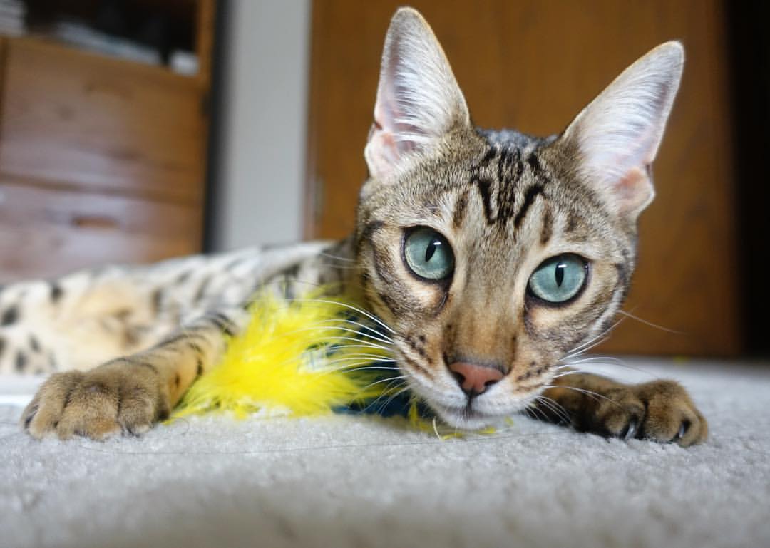 mk体育官网入口-CBA公司跻身北京民企文化产业百强,成立不足十年,北京cba球队名字 第1张 mk体育官网入口-CBA公司跻身北京民企文化产业百强,成立不足十年,北京cba球队名字 第1张